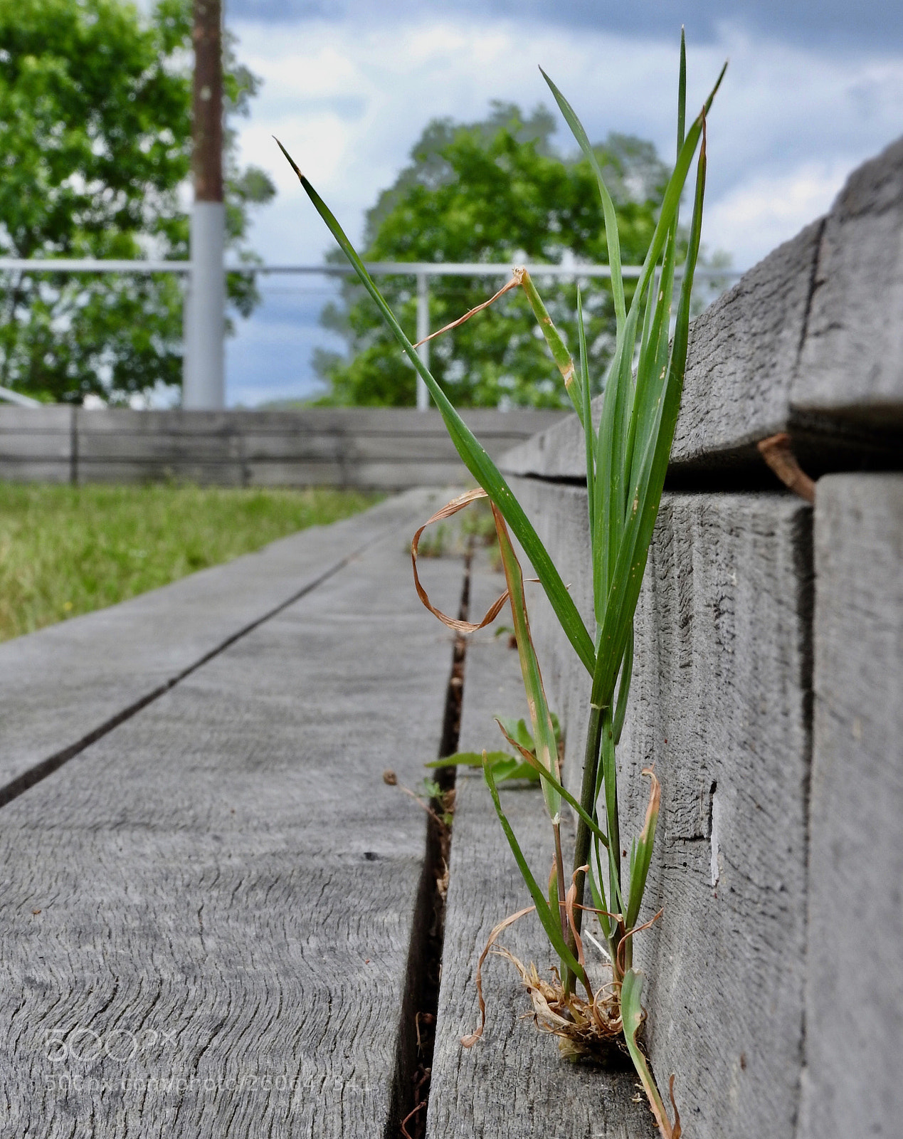 Nikon Coolpix P610 sample photo. Untitled photography