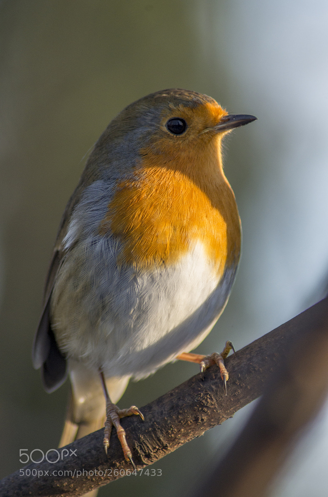 Pentax K-30 sample photo. Robin on winter morning photography