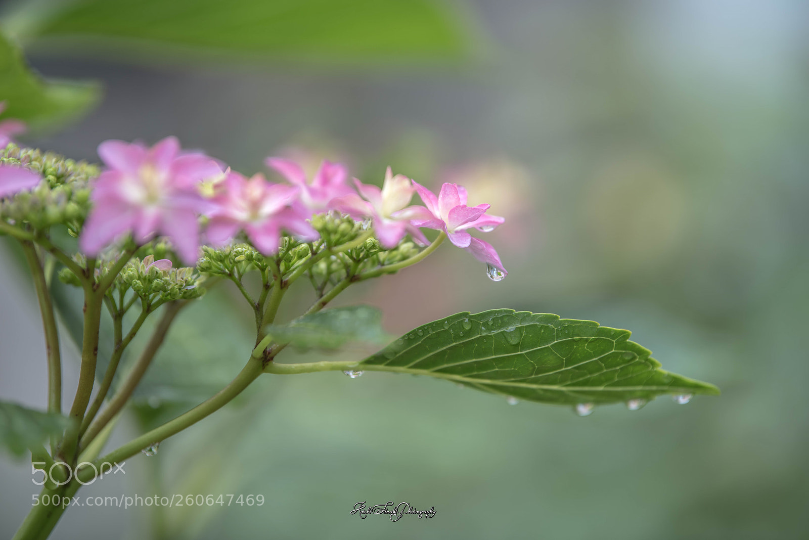 Nikon D810 sample photo. Hydrangea after sprinkling water photography
