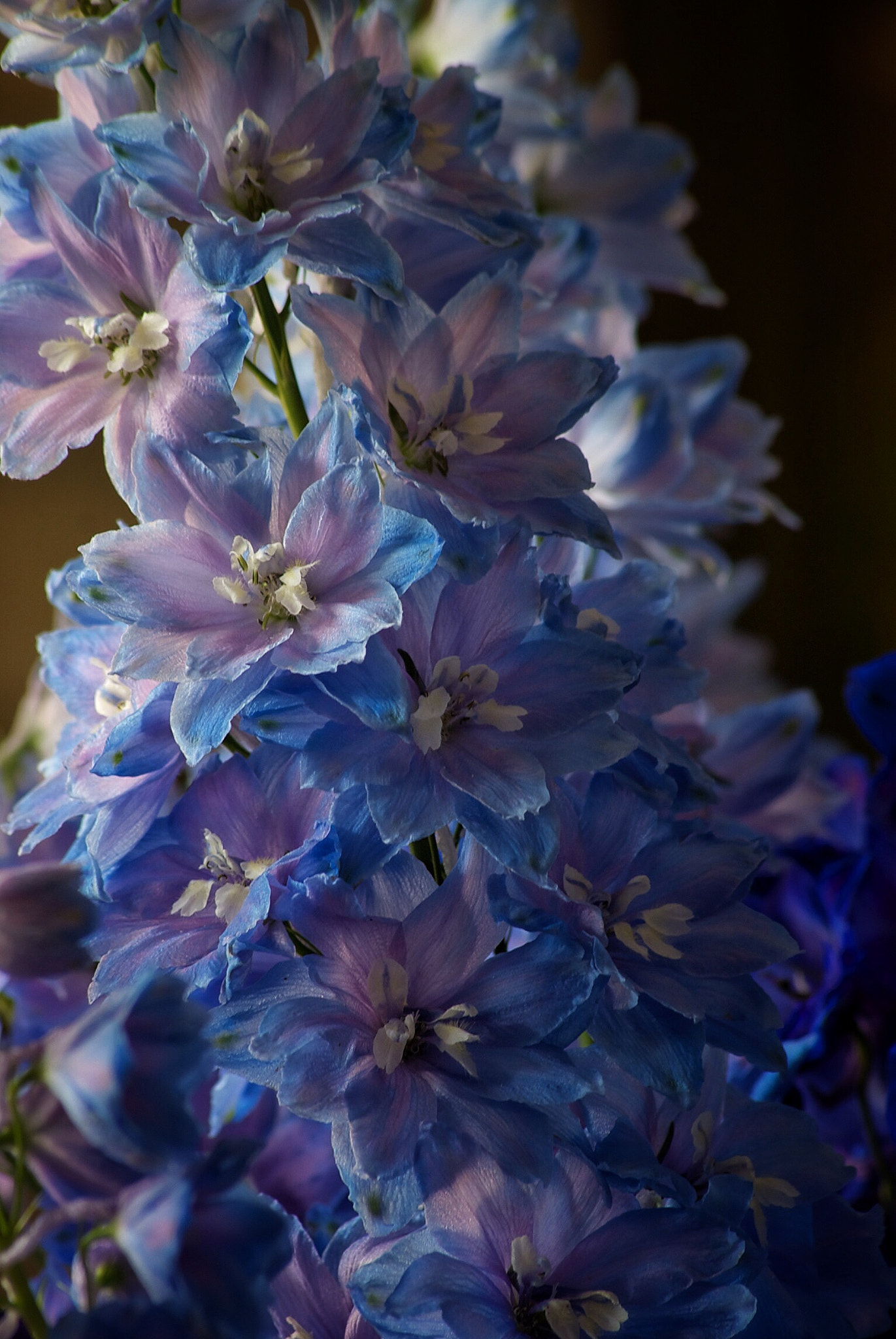 Sony Alpha DSLR-A330 sample photo. Delphinium photography