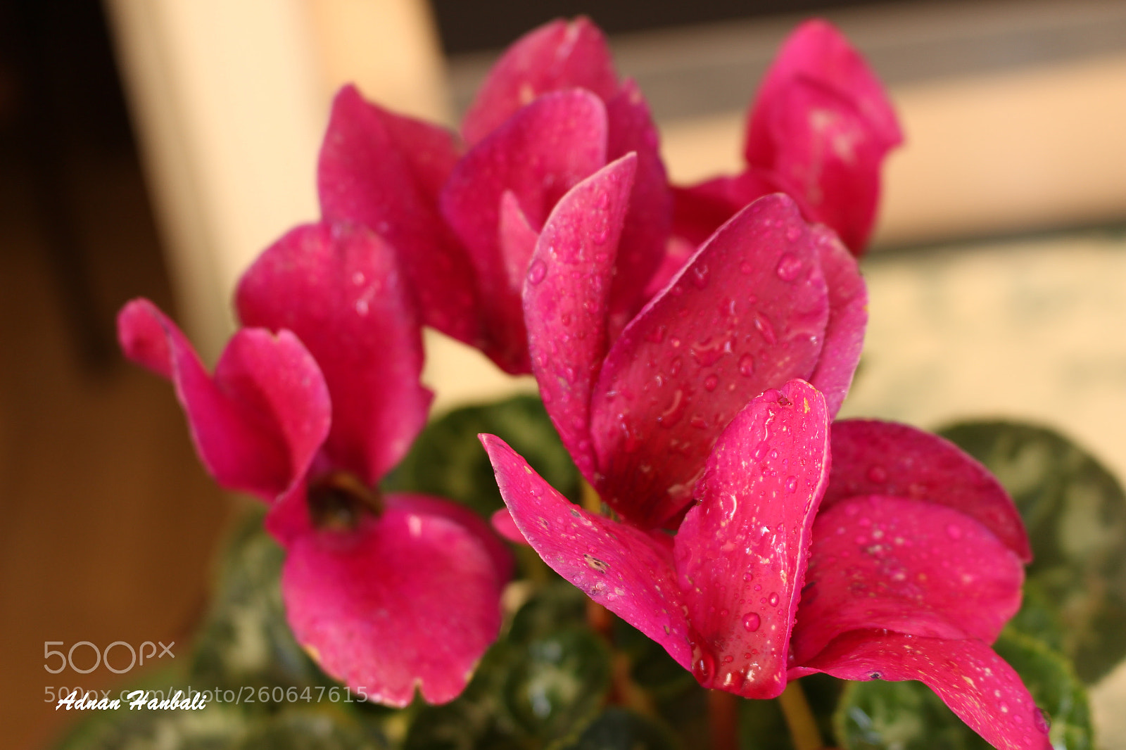 Canon EOS 700D (EOS Rebel T5i / EOS Kiss X7i) sample photo. Bloom photography