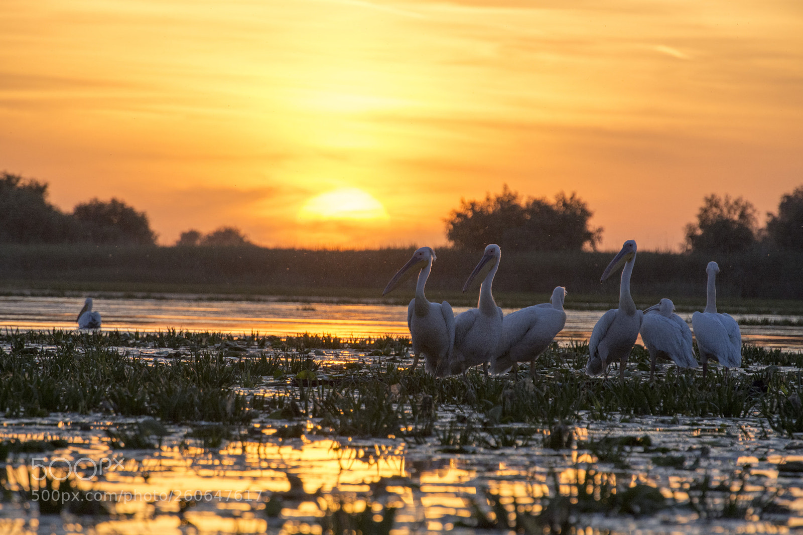 Nikon D7100 sample photo. Pelicans delta of the photography