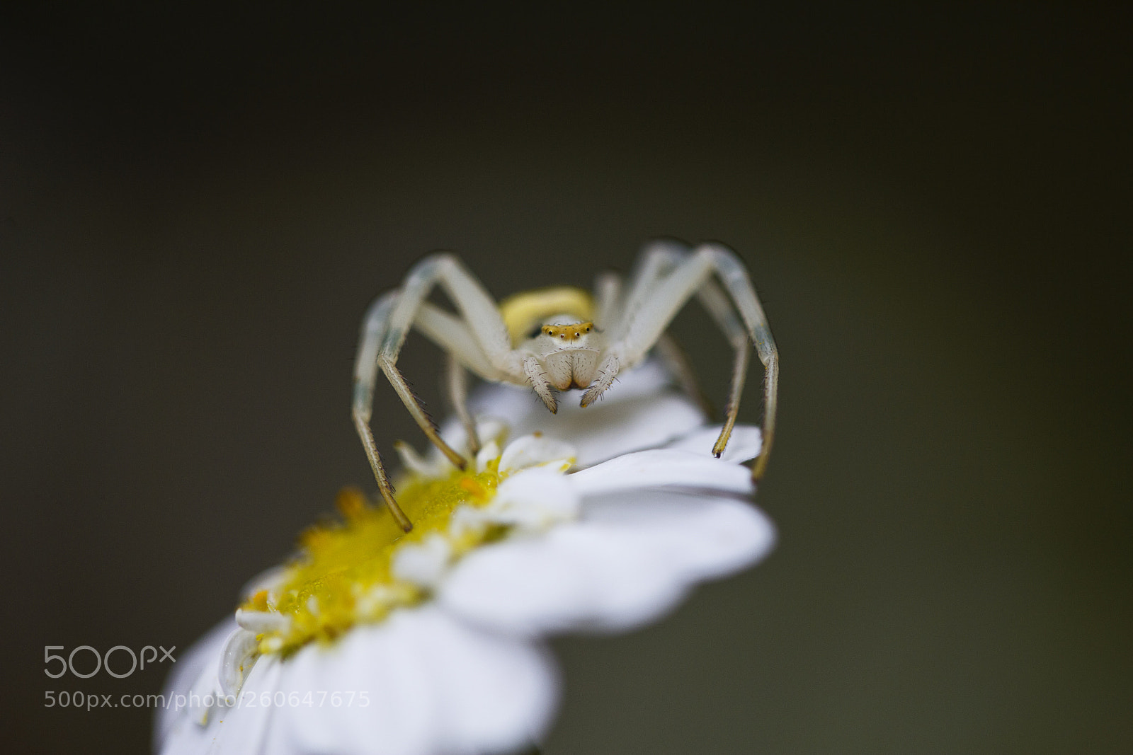 Canon EOS 60D sample photo. Ver nderliche krabbenspinne misumena photography