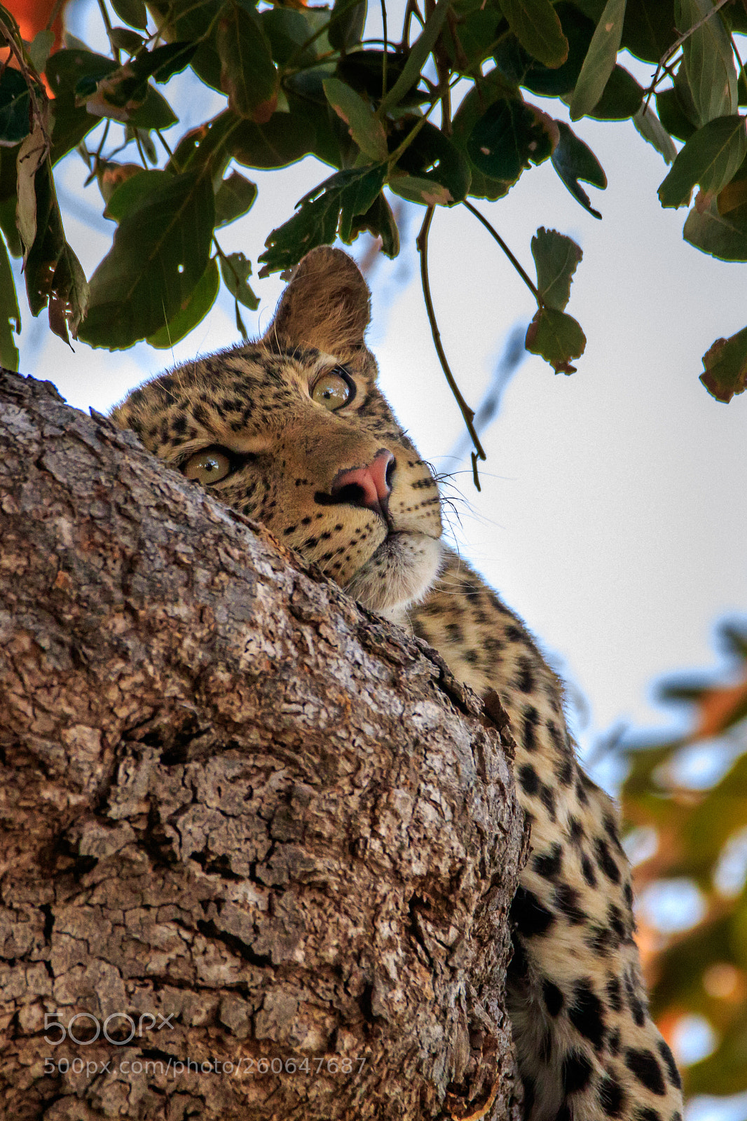 Canon EOS 7D Mark II sample photo. Botswana - mashatu photography