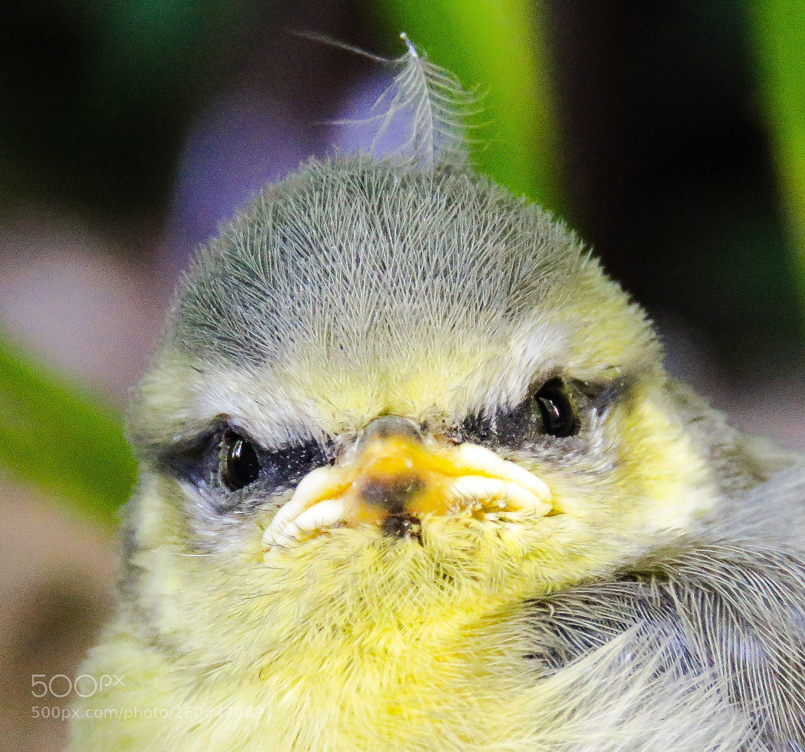 Canon PowerShot SX60 HS sample photo. Baby blue tit photography