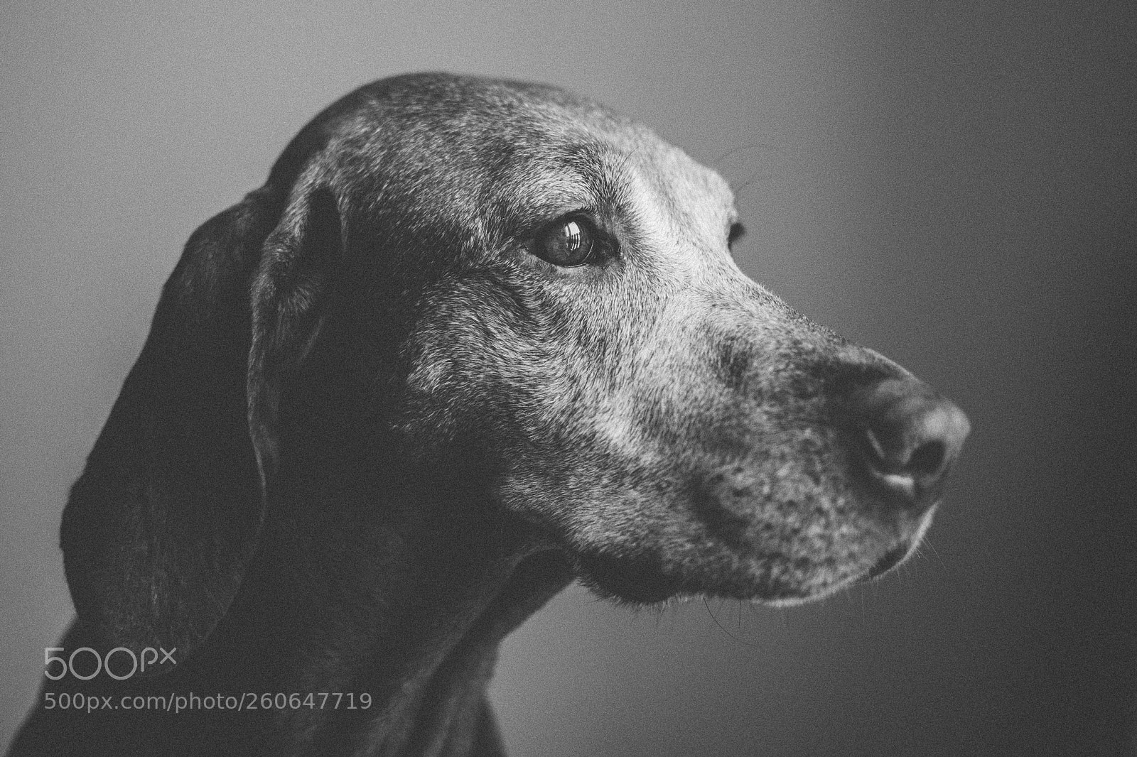 Nikon D7100 sample photo. Vizsla photography