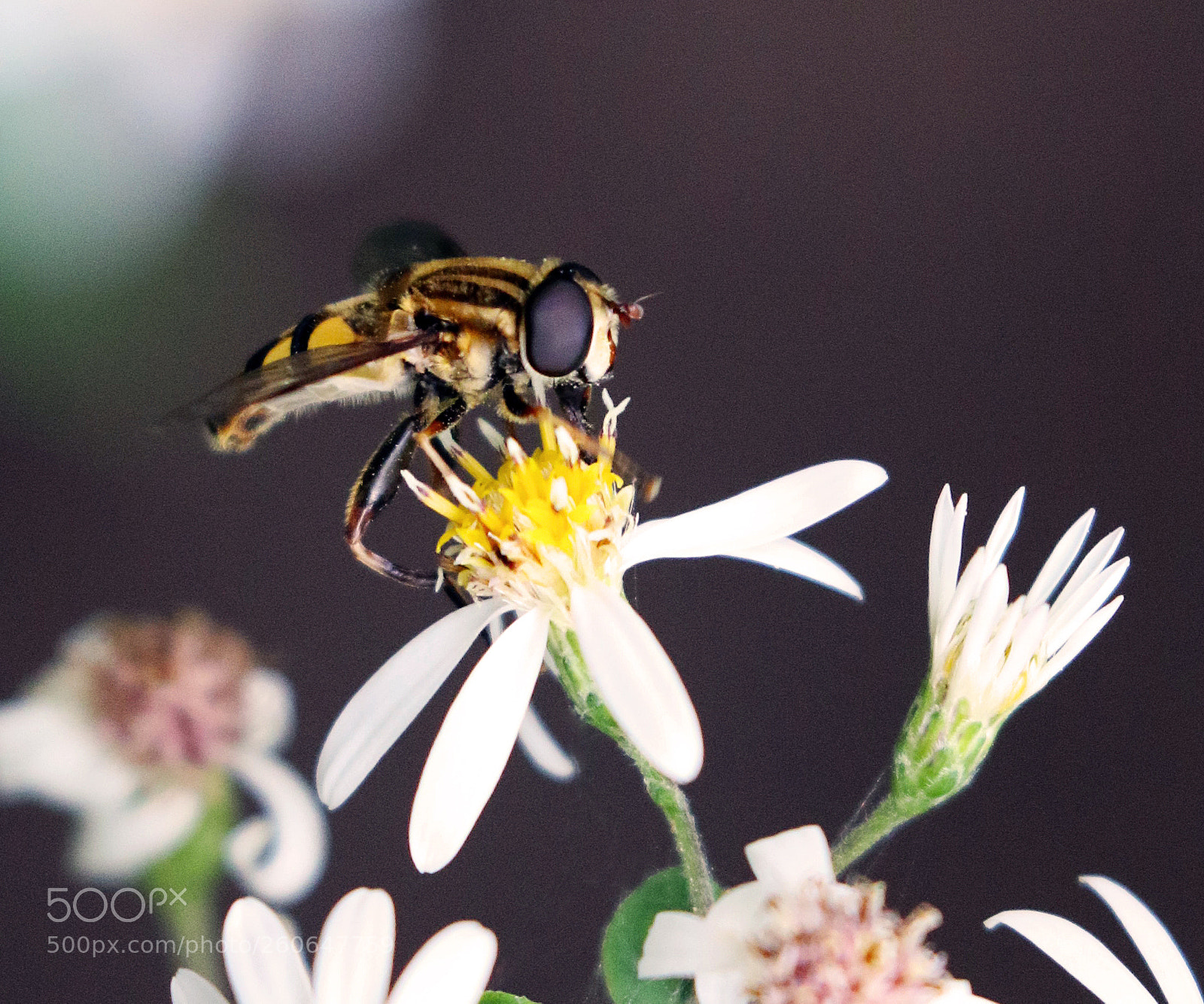 Canon EOS 7D Mark II sample photo. Kiss of spring photography