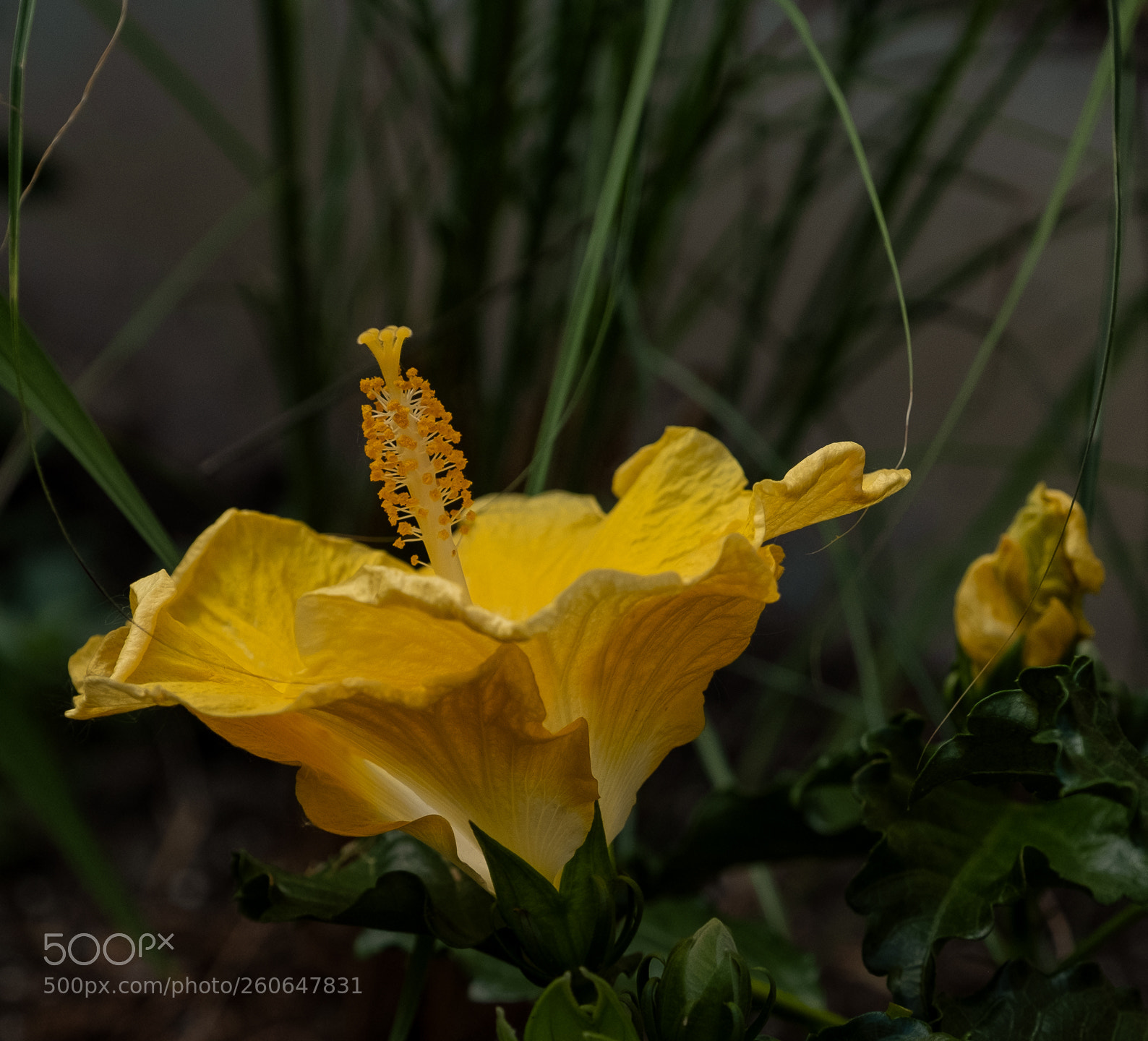 Fujifilm X-T2 sample photo. Hibiscus another day, another photography