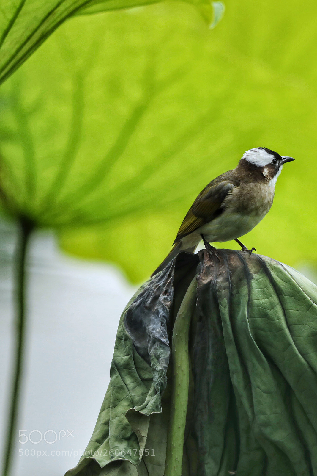 Canon EOS 5D Mark IV sample photo. 只缘头白早 无处入芳丛 photography