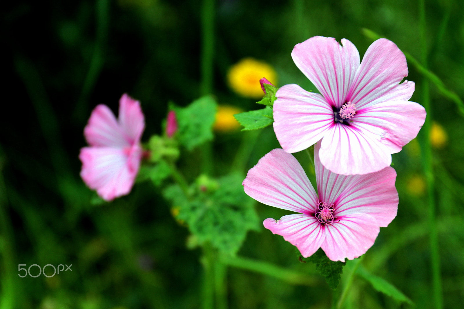 Canon EF 24-70mm F4L IS USM sample photo. Pink photography