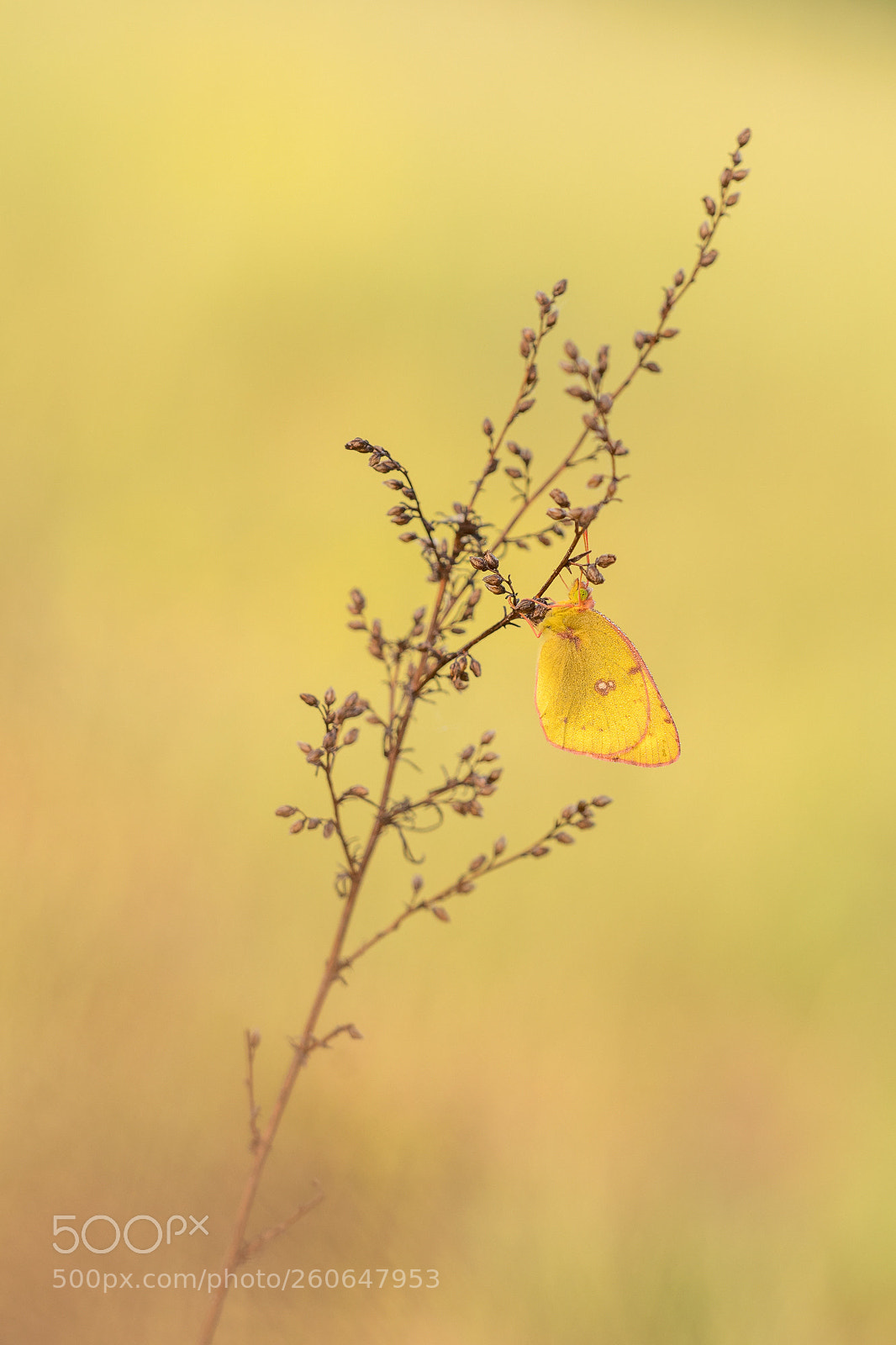 Nikon D500 sample photo. Colias photography