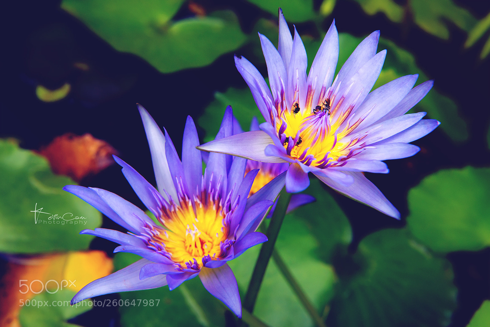 Nikon D800 sample photo. Kk8_0225-1.jpg photography