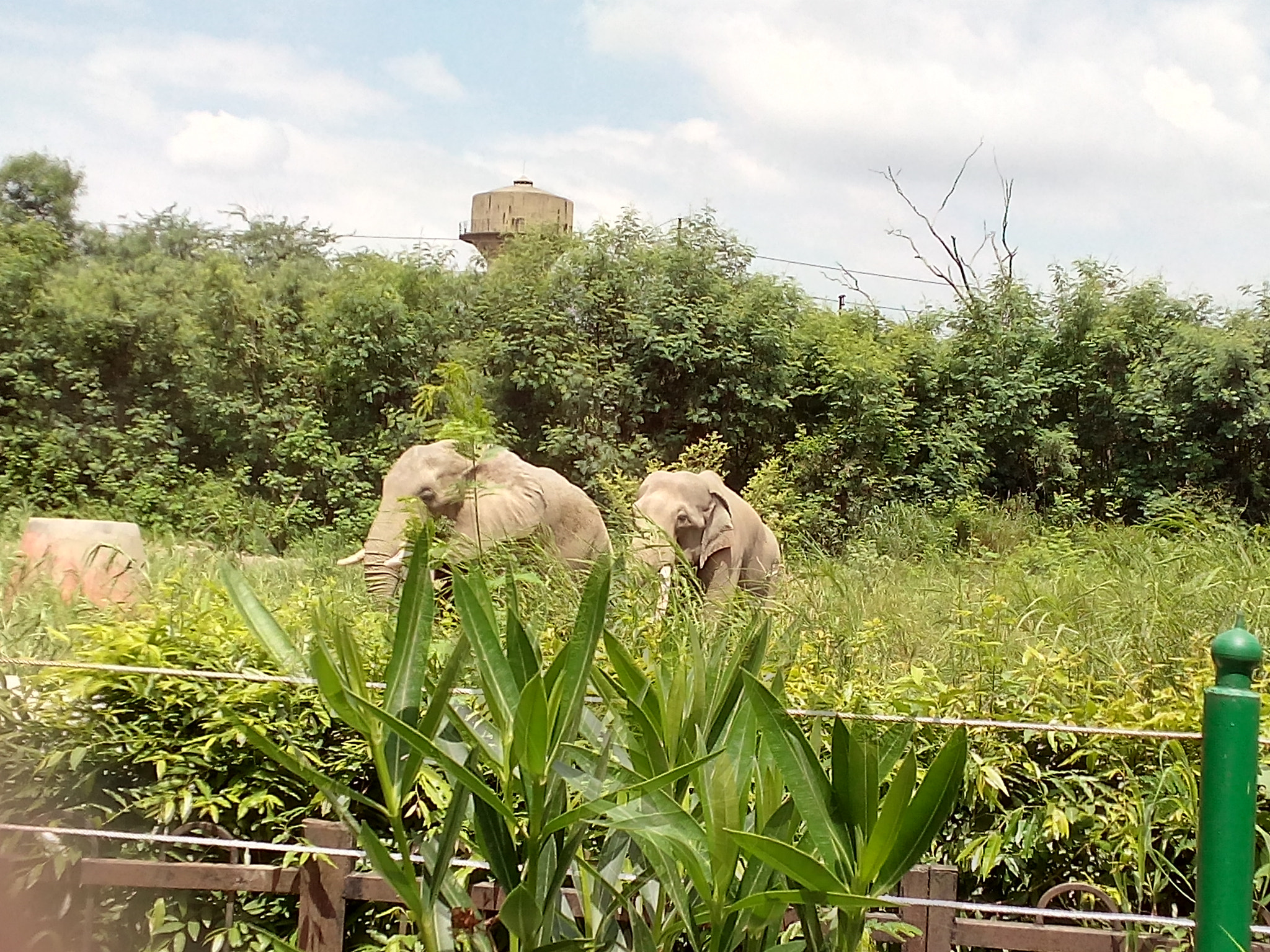 Micromax Canvas Spark sample photo. Beautiful calm elephant photography