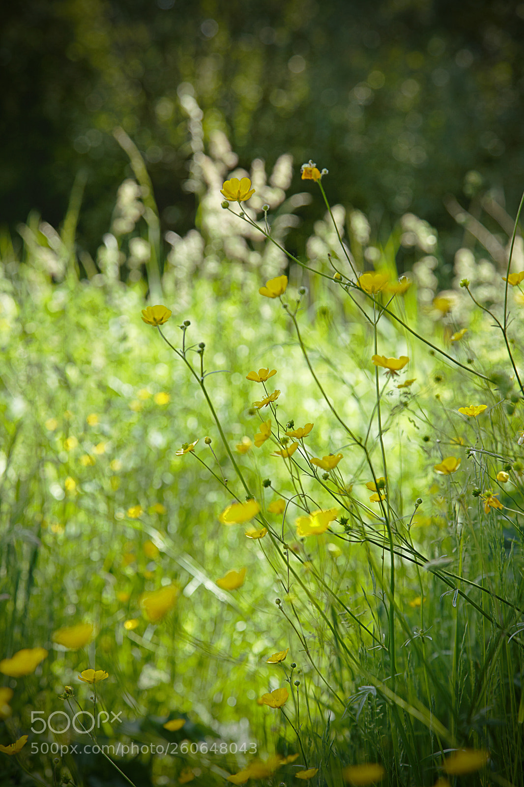 Canon EF 24-105mm F4L IS USM sample photo. Down at the rivers photography