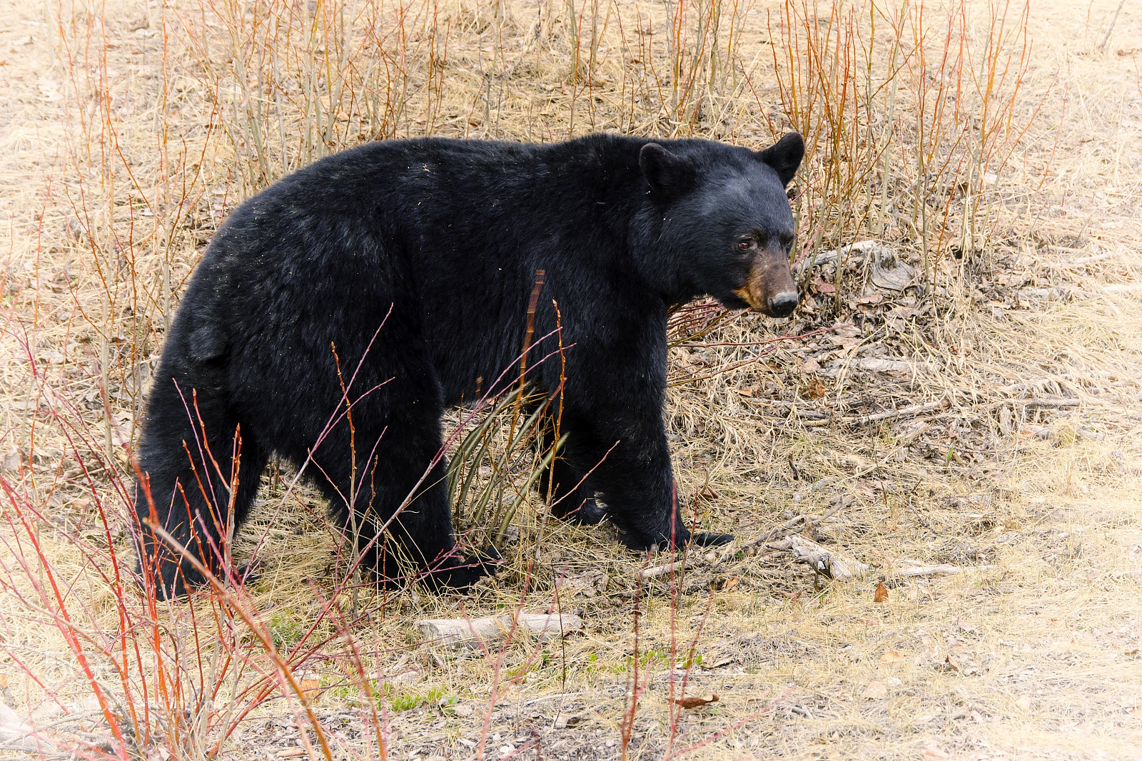 Nikon D610 sample photo. Black bear photography