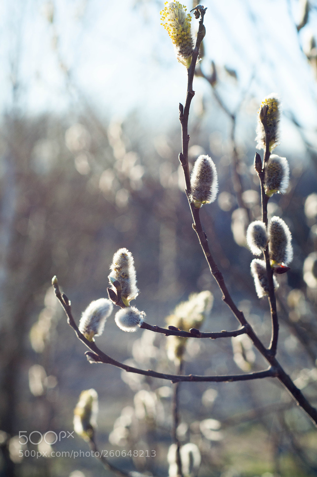 Nikon D90 sample photo. . photography