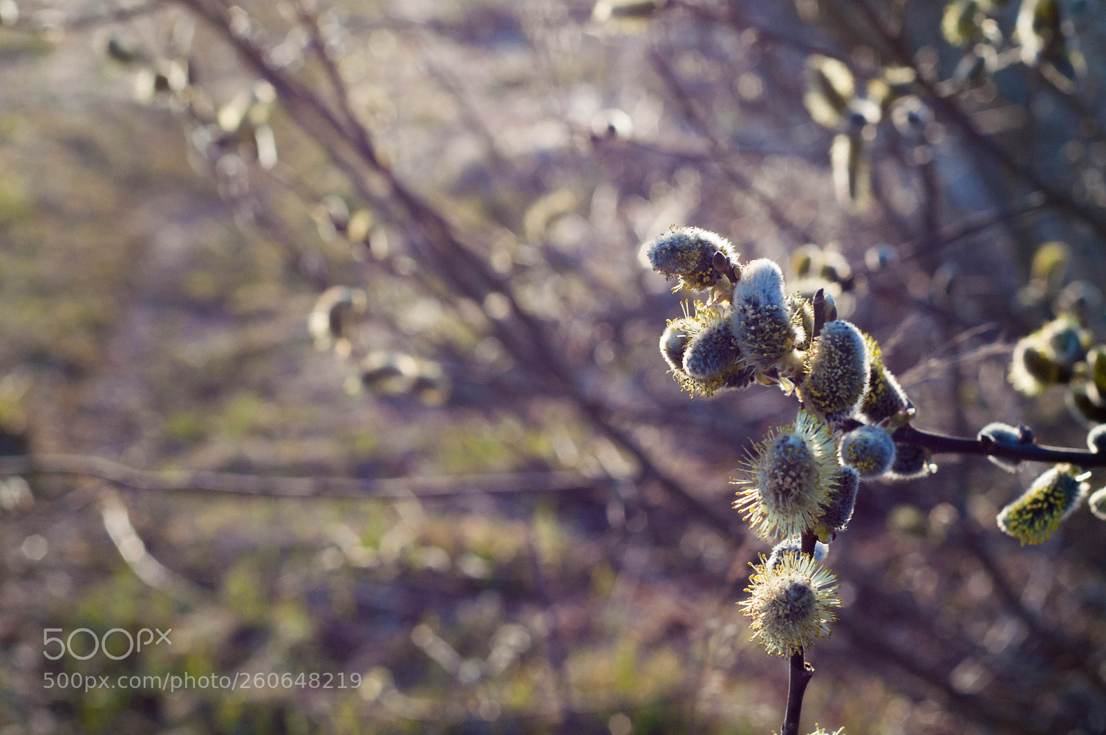Nikon D90 sample photo. . photography