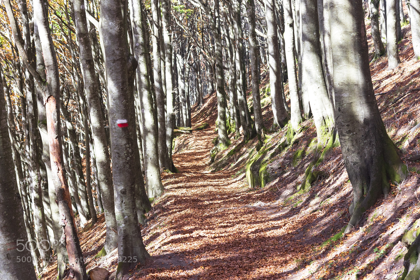 Nikon D600 sample photo. Lights and shades photography