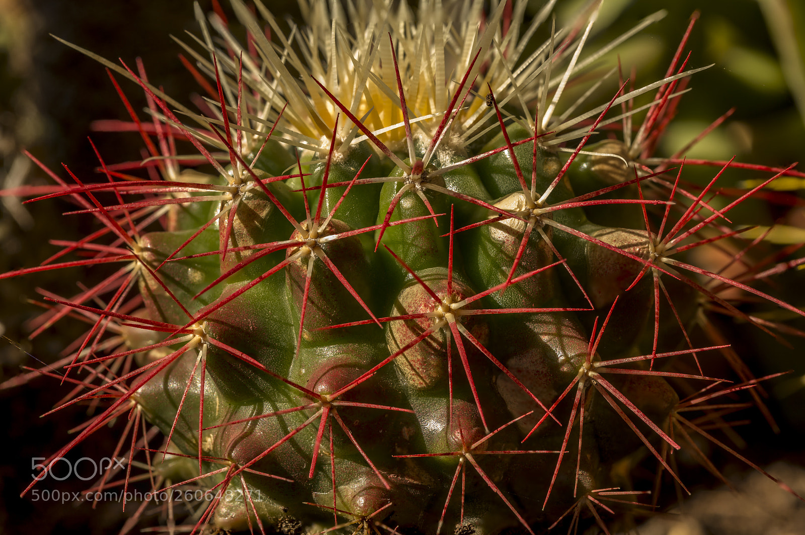 Canon EOS 6D sample photo. Cactus... photography
