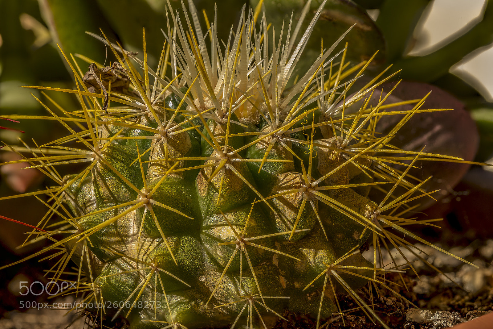 Canon EOS 6D sample photo. Cactus... photography