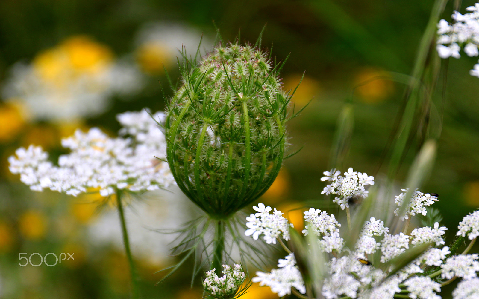 Canon EF 24-70mm F4L IS USM sample photo. New flower photography