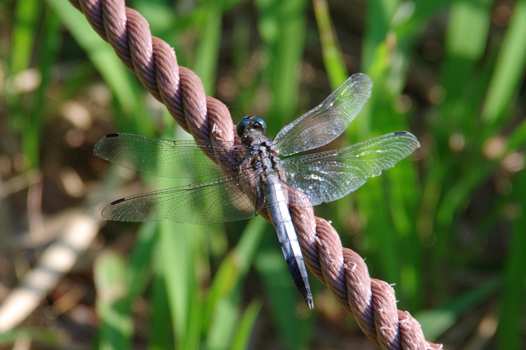 Pentax K-70 sample photo. Dragonfly photography