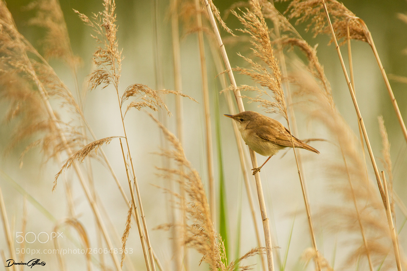 Canon EOS 7D sample photo. Eurasian reed warbler photography