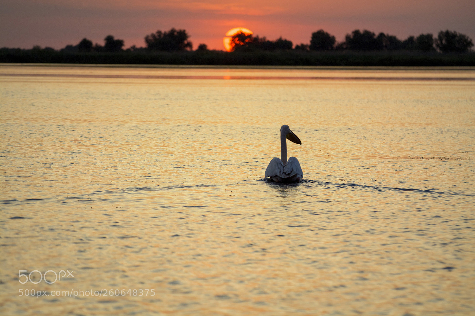 Nikon D7100 sample photo. Pelicans photography