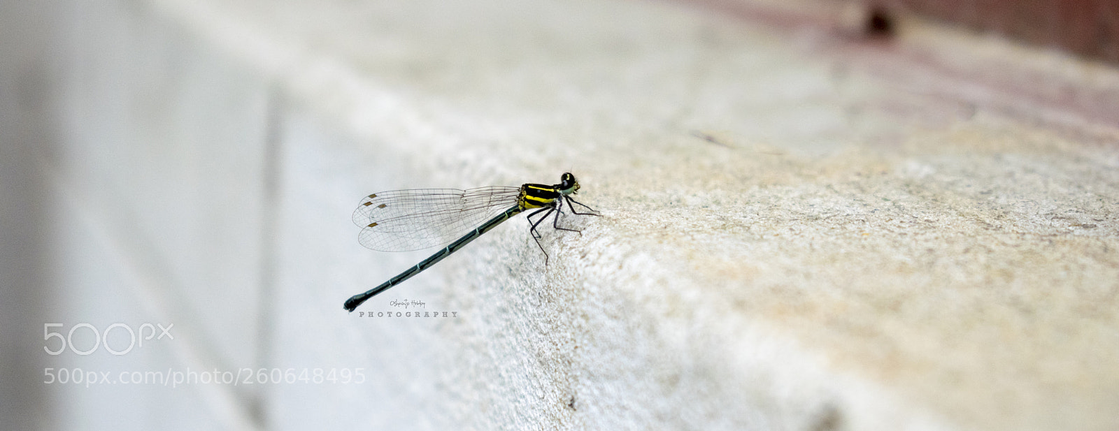 Nikon D5300 sample photo. ❤️মন ফড়িং এর গল্প❤️ photography