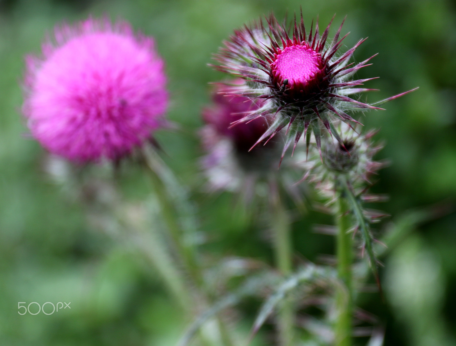 Canon EF 24-70mm F4L IS USM sample photo. Wild photography