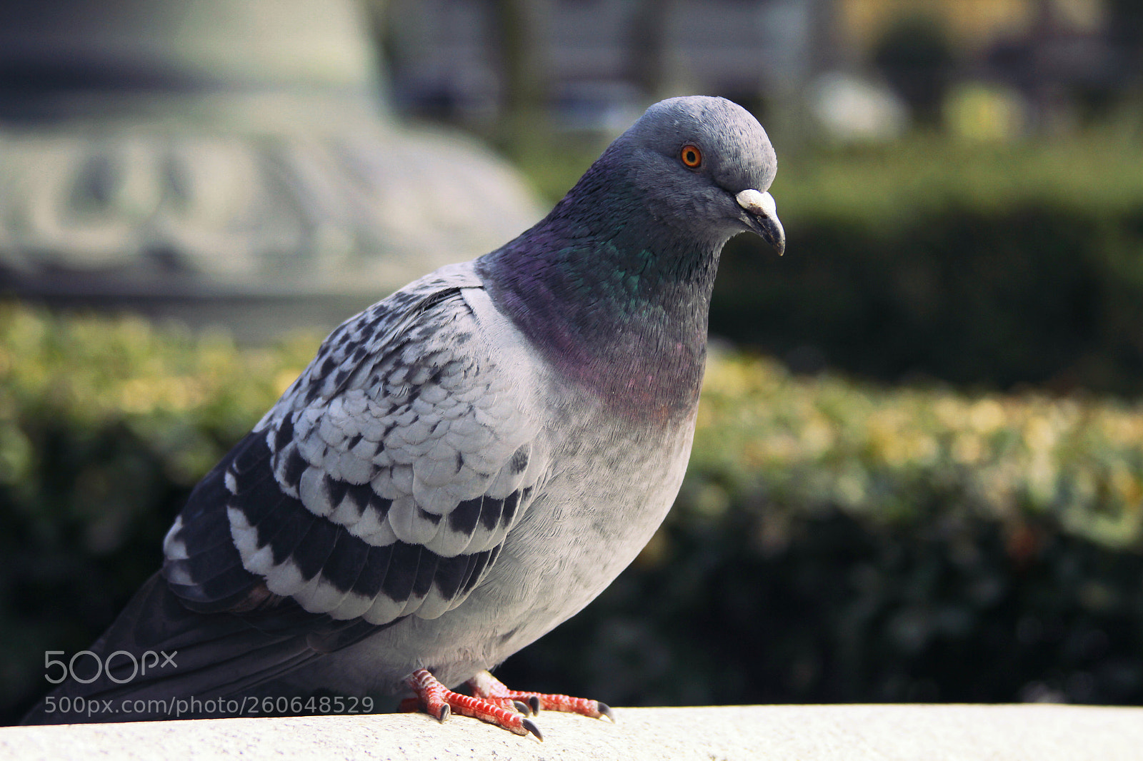 Canon EOS 7D sample photo. 鸽子 photography