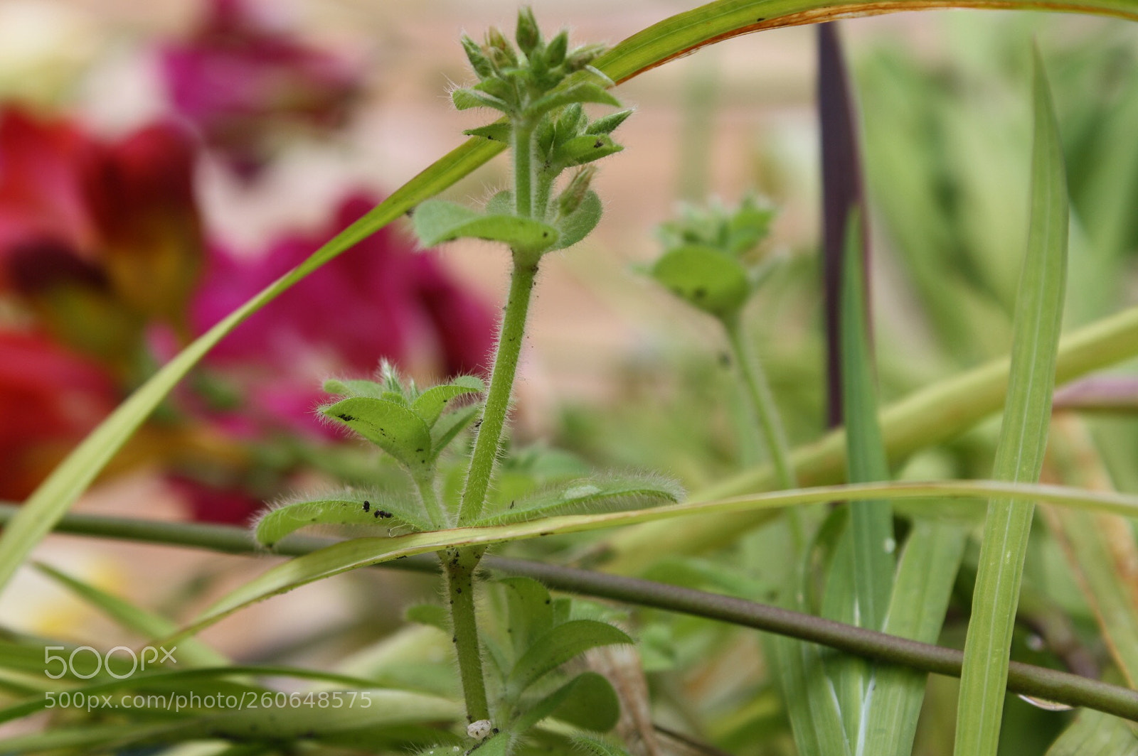 Canon EOS 1000D (EOS Digital Rebel XS / EOS Kiss F) sample photo. Plantas photography