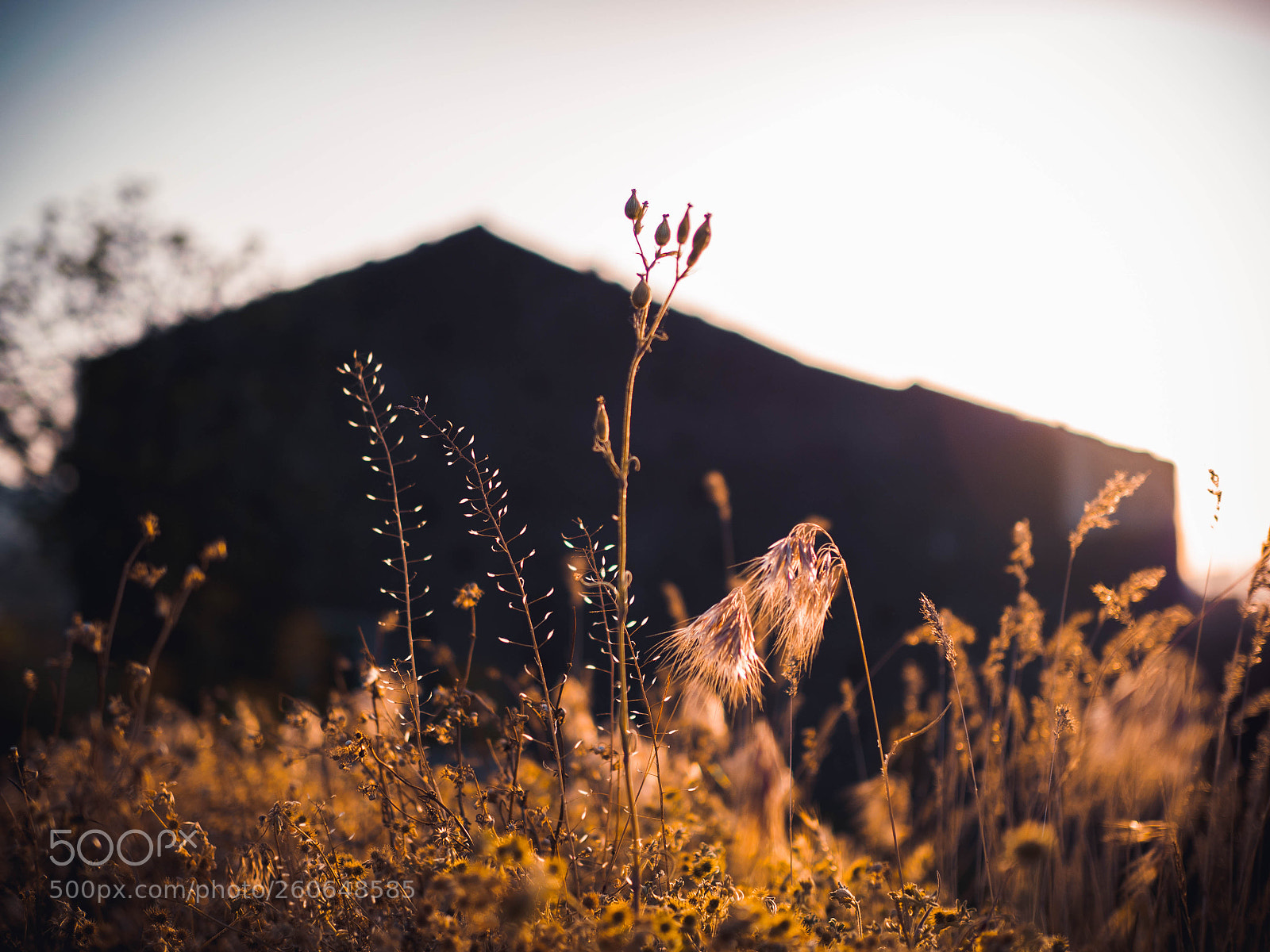 Olympus OM-D E-M5 II sample photo. Light garden photography