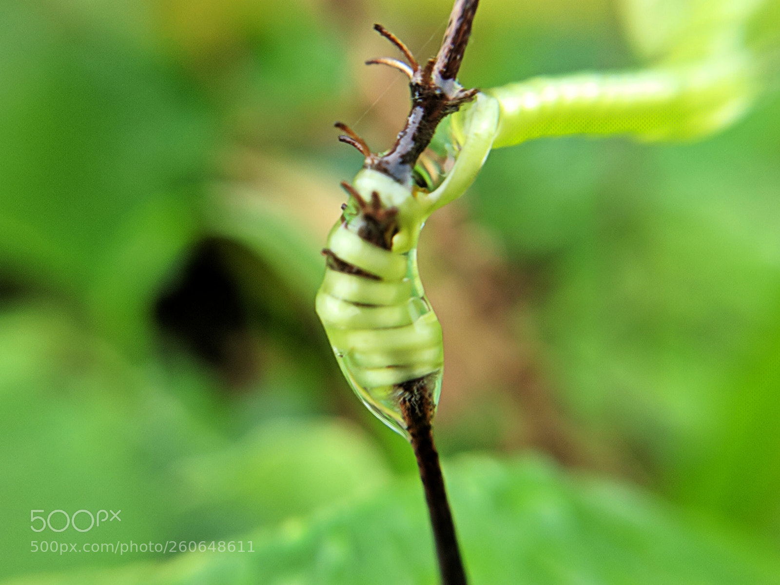 Xiaomi Mi A1 sample photo. Swirling photography