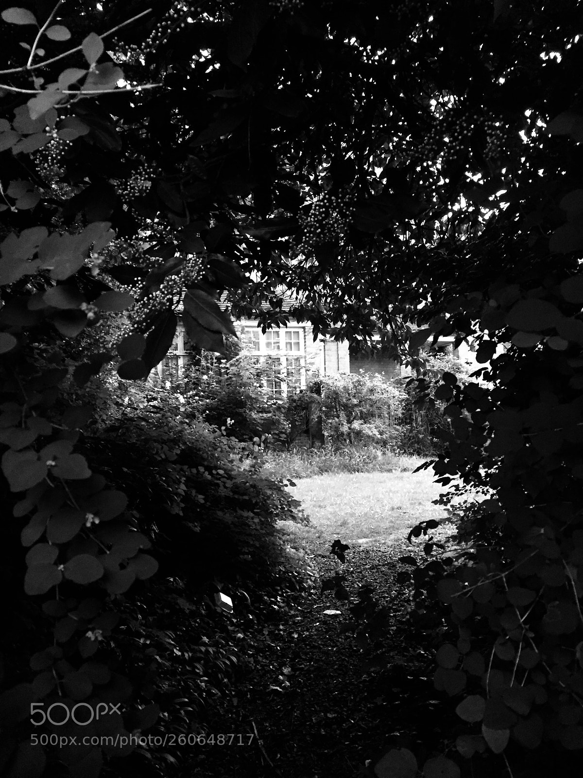 Apple iPhone 6 sample photo. Secret garden  photography