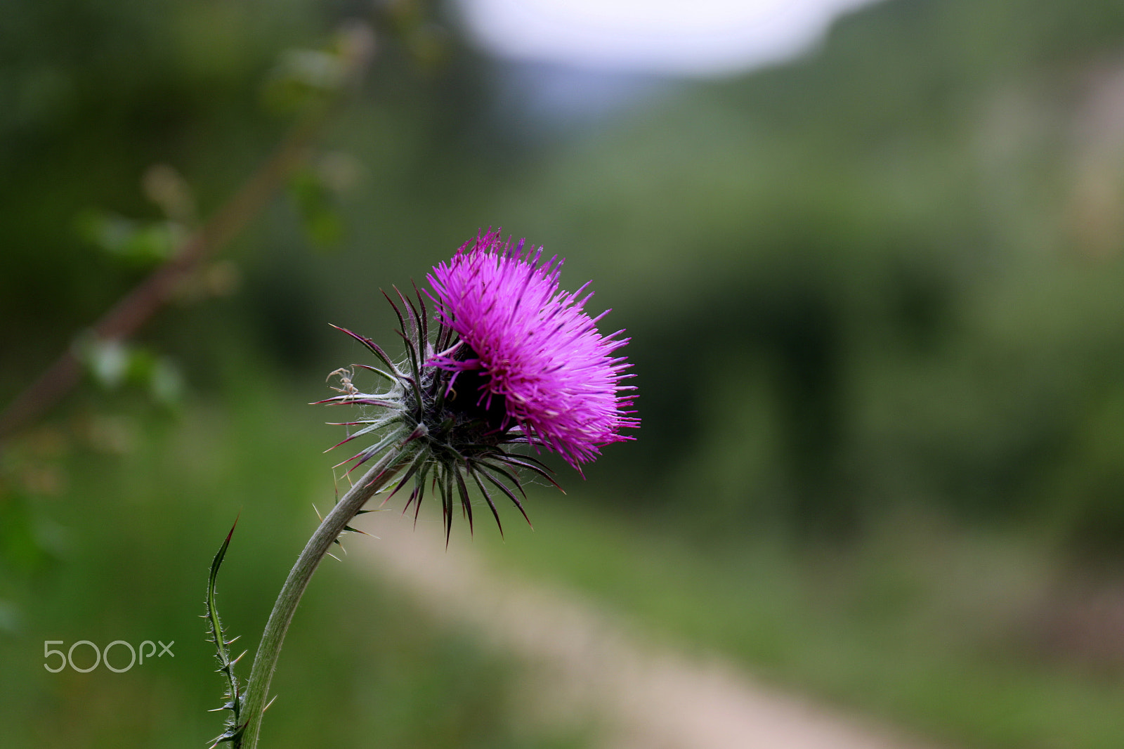 Canon EF 24-70mm F4L IS USM sample photo. Flower in the path photography