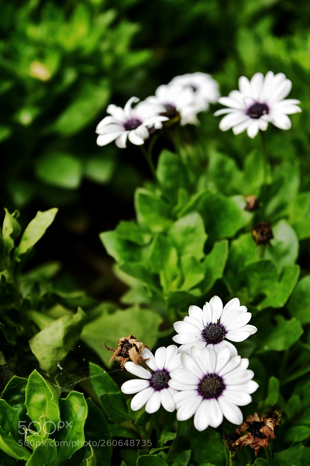 Nikon D7200 sample photo. Six stars photography