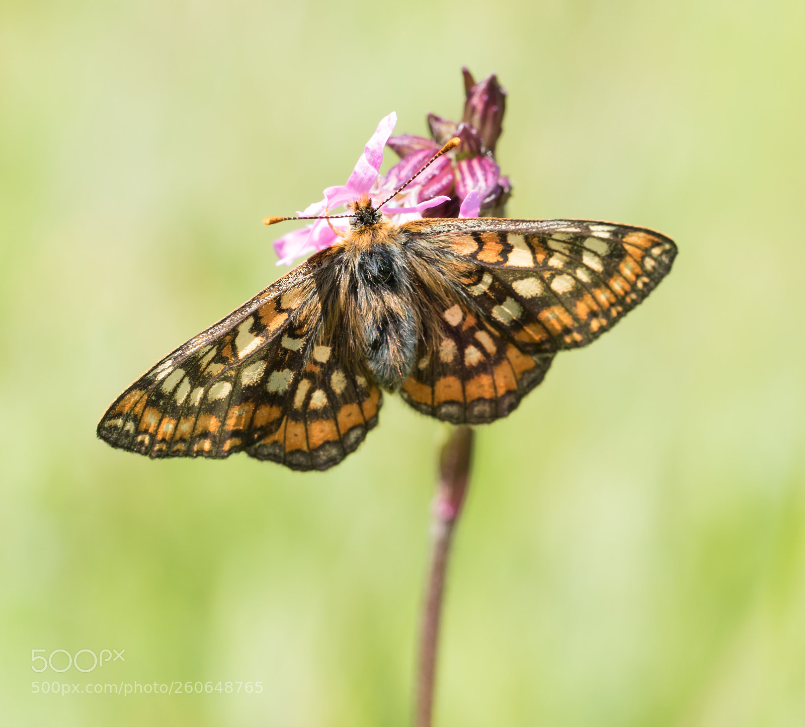 Canon EOS 7D Mark II sample photo. Marsh fritillary photography