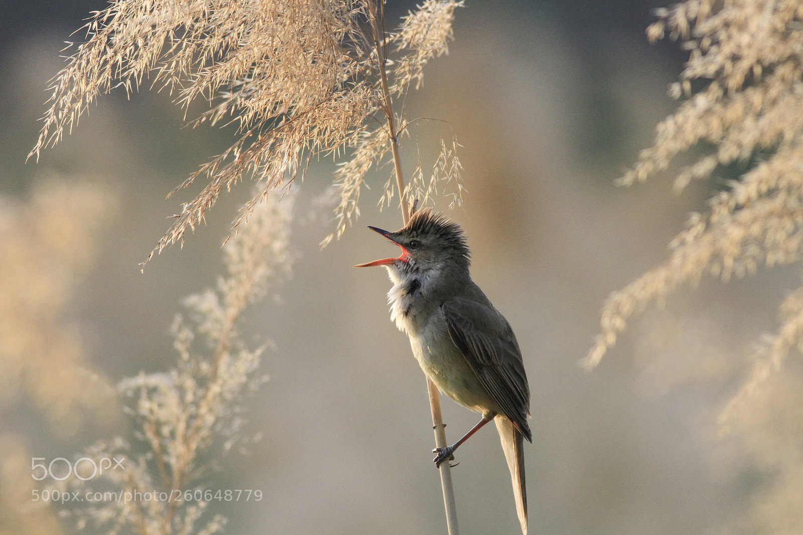 Canon EOS 7D sample photo. 苇莺reed warbler photography