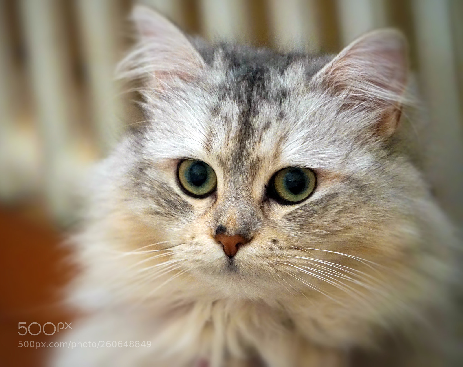 Sony a7 II sample photo. La vache photography