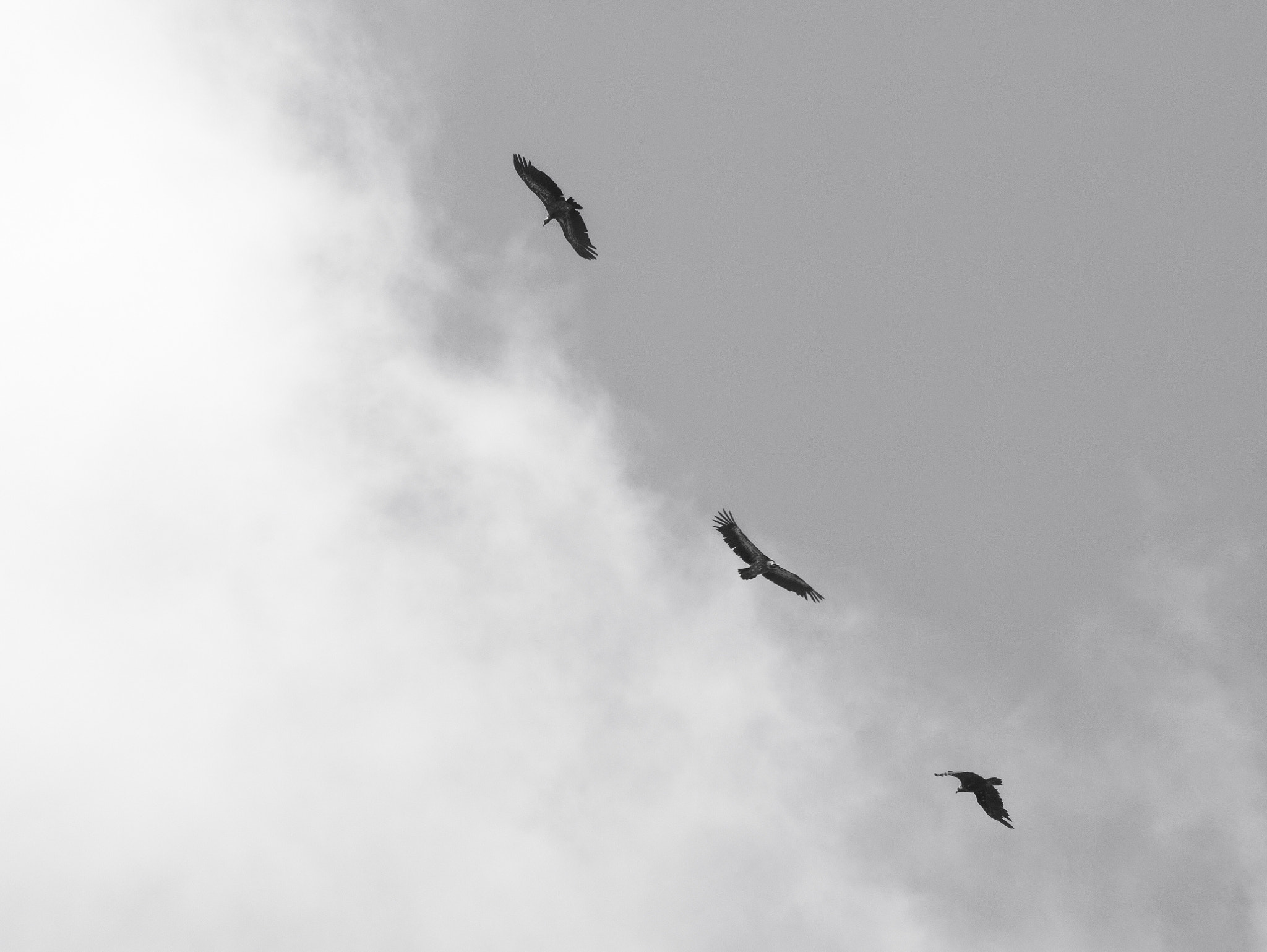 Panasonic Lumix DMC-G85 (Lumix DMC-G80) sample photo. Black vultures in majorca photography