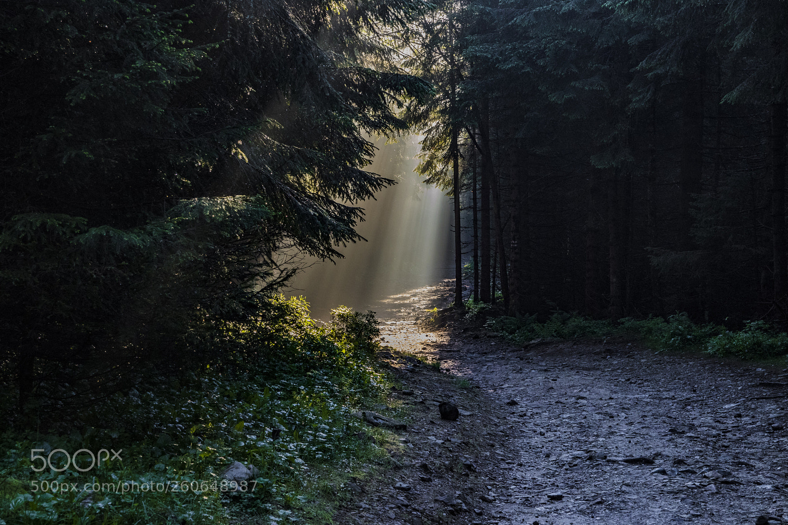 Canon EOS 80D sample photo. Magic forest photography