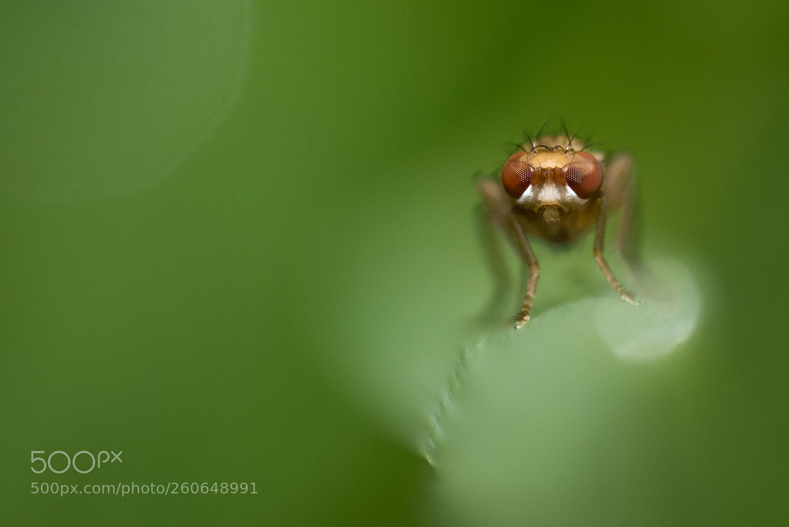 Nikon D810 sample photo. Hey! photography