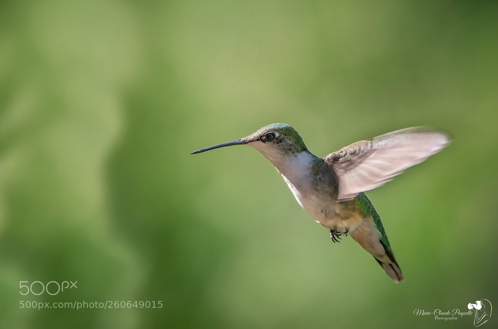 Nikon D500 sample photo. Colibris photography
