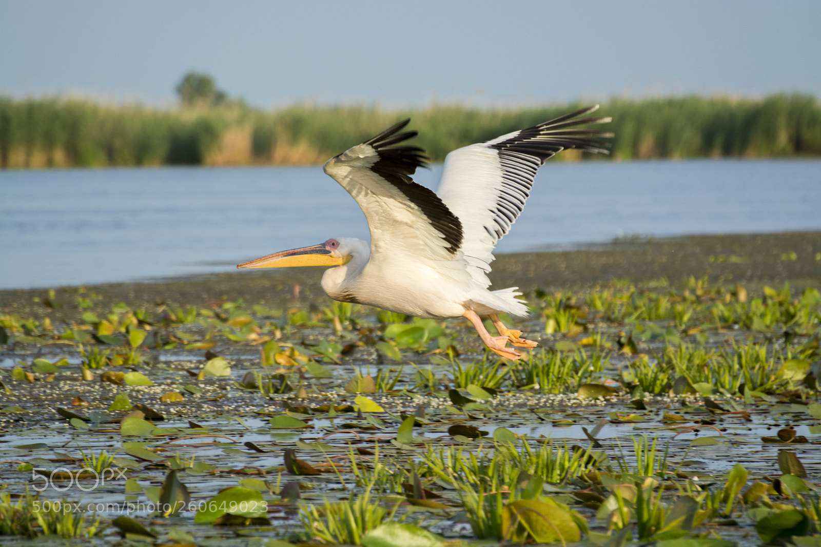 Nikon D7100 sample photo. Danube delta - pelicans photography