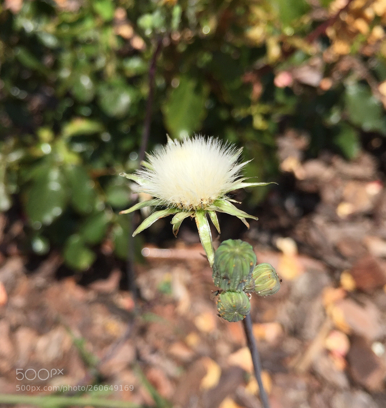 Apple iPhone 6 sample photo. Untitled photography