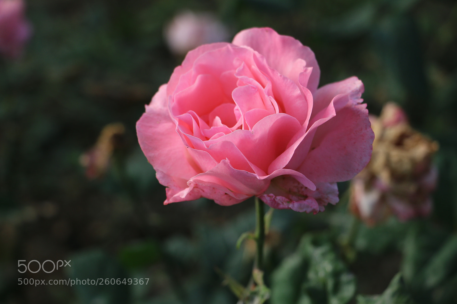 Canon EOS 70D sample photo. Flowers photography