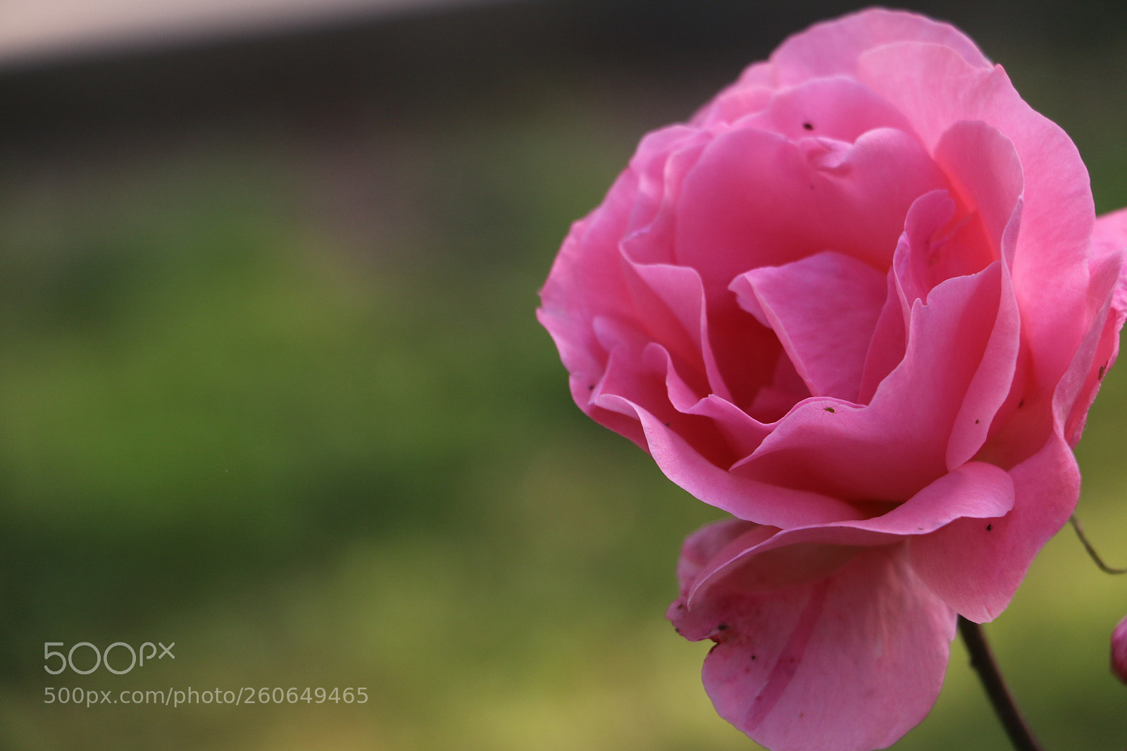Canon EOS 70D sample photo. Flowers photography