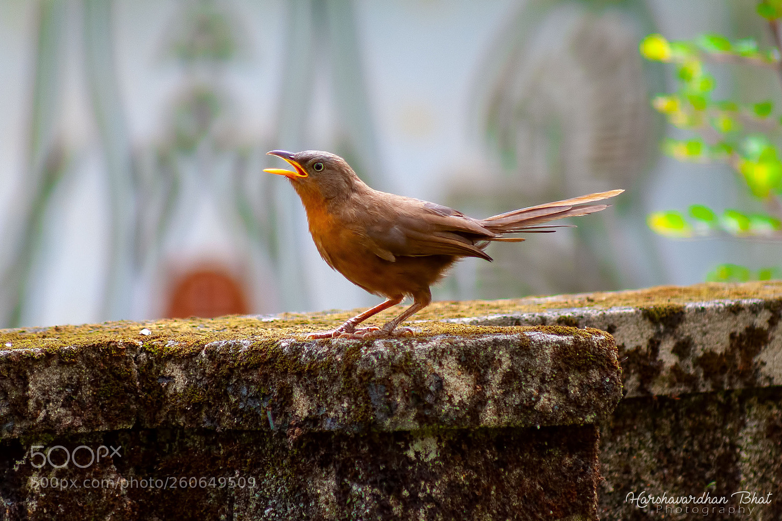Canon EOS 400D (EOS Digital Rebel XTi / EOS Kiss Digital X) sample photo. Rufous babbler photography
