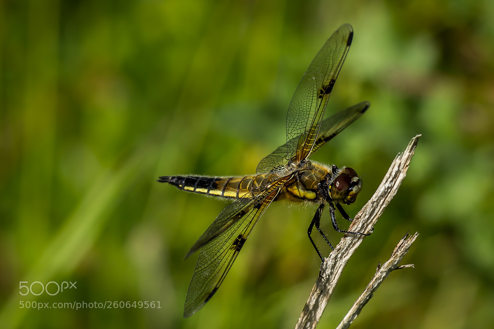 Canon EOS 60D sample photo. Libelle ii photography